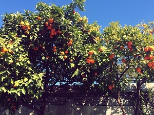 Orange Trees are everywhere!